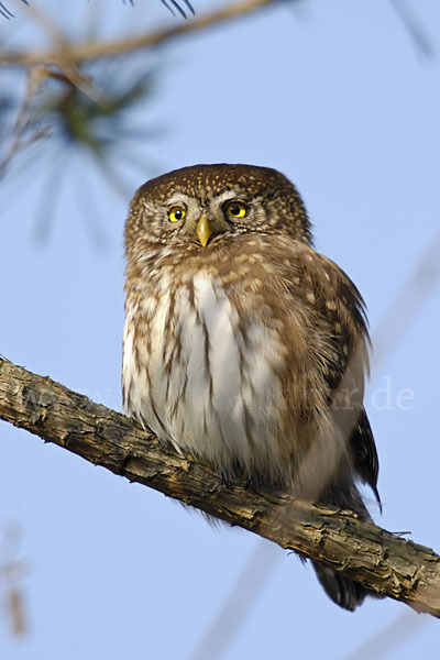 Sperlingskauz (Glaucidium passerinum)