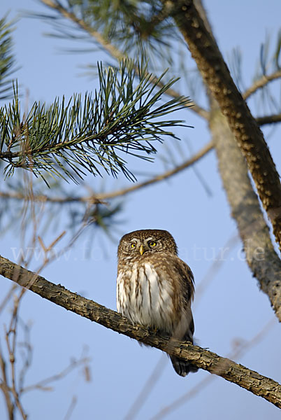 Sperlingskauz (Glaucidium passerinum)