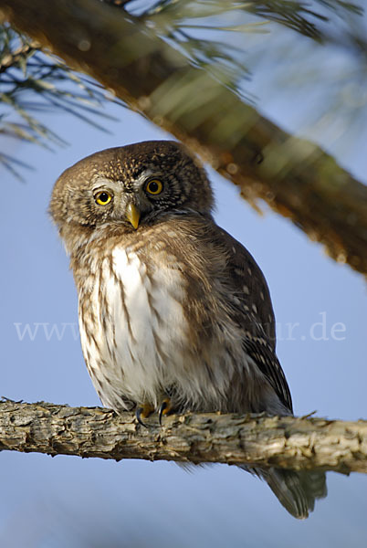 Sperlingskauz (Glaucidium passerinum)