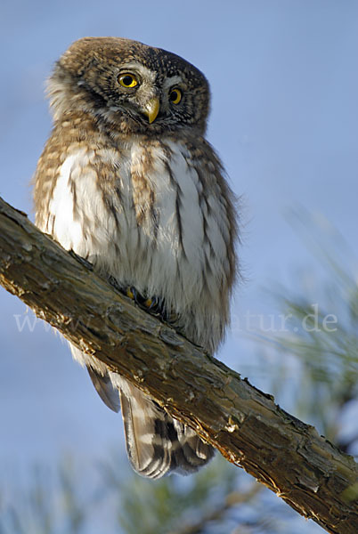 Sperlingskauz (Glaucidium passerinum)