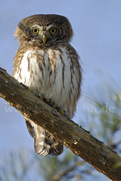 Sperlingskauz (Glaucidium passerinum)