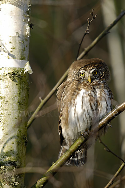 Sperlingskauz (Glaucidium passerinum)