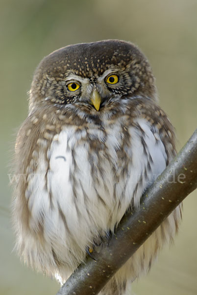 Sperlingskauz (Glaucidium passerinum)