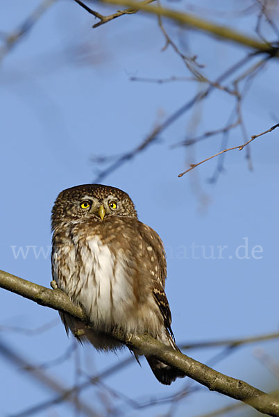 Sperlingskauz (Glaucidium passerinum)