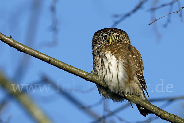 Sperlingskauz (Glaucidium passerinum)