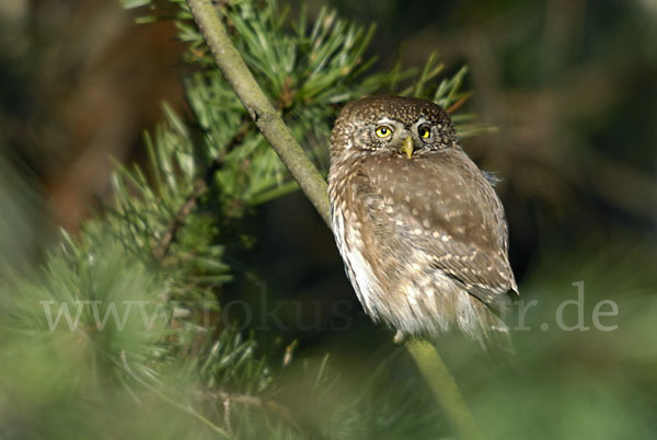 Sperlingskauz (Glaucidium passerinum)