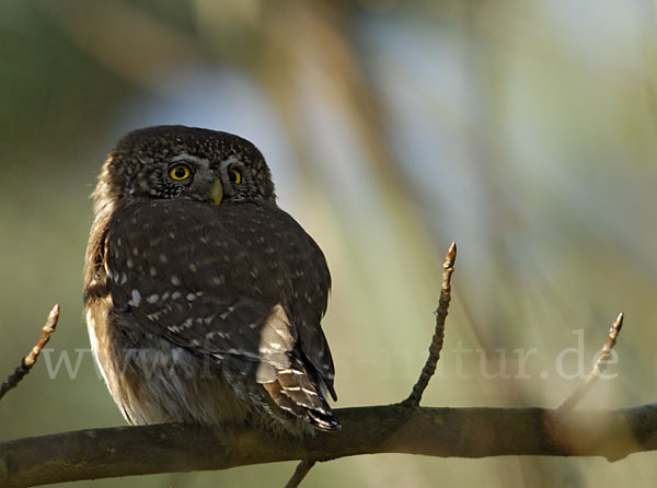 Sperlingskauz (Glaucidium passerinum)