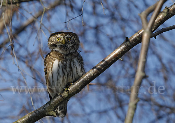 Sperlingskauz (Glaucidium passerinum)