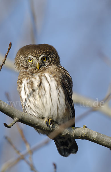 Sperlingskauz (Glaucidium passerinum)