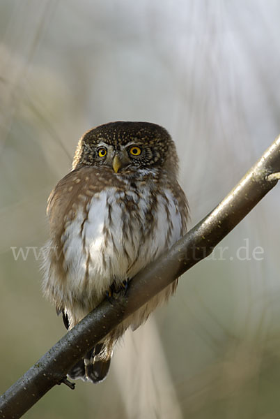 Sperlingskauz (Glaucidium passerinum)