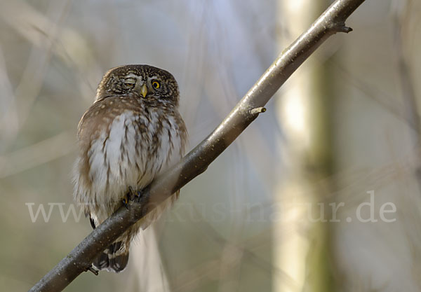 Sperlingskauz (Glaucidium passerinum)