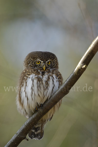 Sperlingskauz (Glaucidium passerinum)