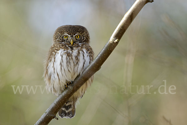 Sperlingskauz (Glaucidium passerinum)