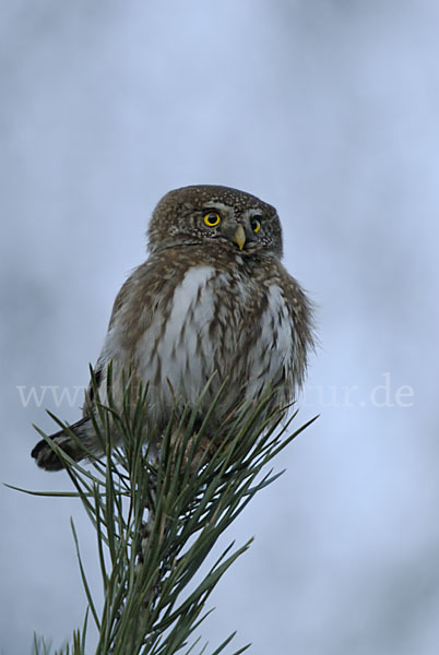 Sperlingskauz (Glaucidium passerinum)