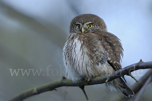 Sperlingskauz (Glaucidium passerinum)