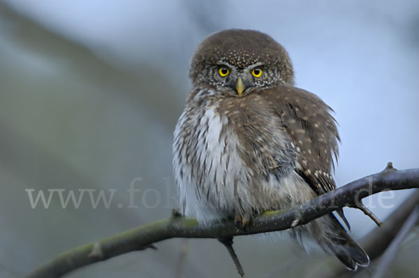 Sperlingskauz (Glaucidium passerinum)