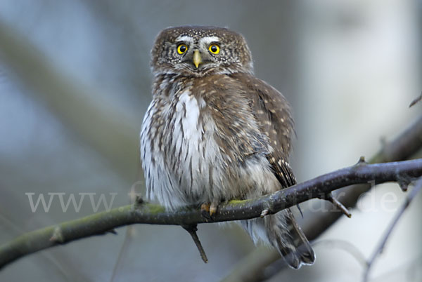 Sperlingskauz (Glaucidium passerinum)