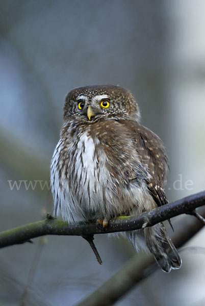 Sperlingskauz (Glaucidium passerinum)