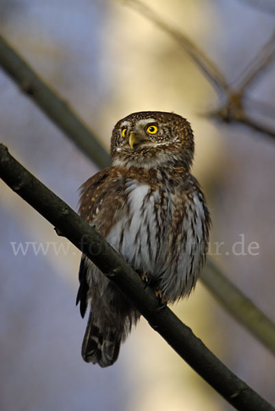 Sperlingskauz (Glaucidium passerinum)