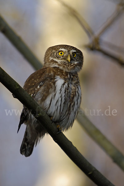 Sperlingskauz (Glaucidium passerinum)