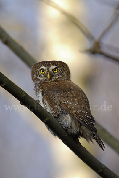 Sperlingskauz (Glaucidium passerinum)