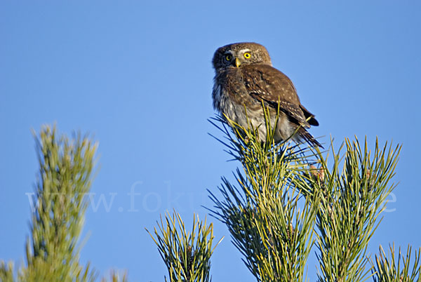 Sperlingskauz (Glaucidium passerinum)