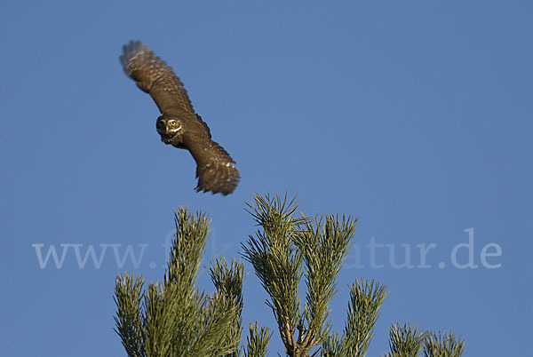 Sperlingskauz (Glaucidium passerinum)