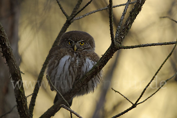 Sperlingskauz (Glaucidium passerinum)