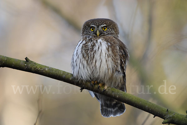 Sperlingskauz (Glaucidium passerinum)