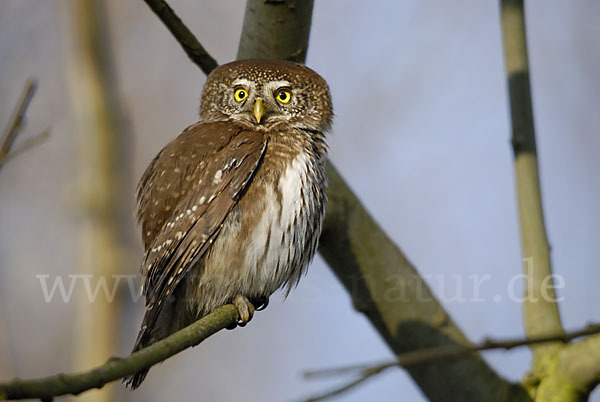 Sperlingskauz (Glaucidium passerinum)