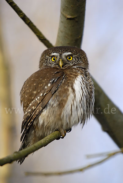 Sperlingskauz (Glaucidium passerinum)