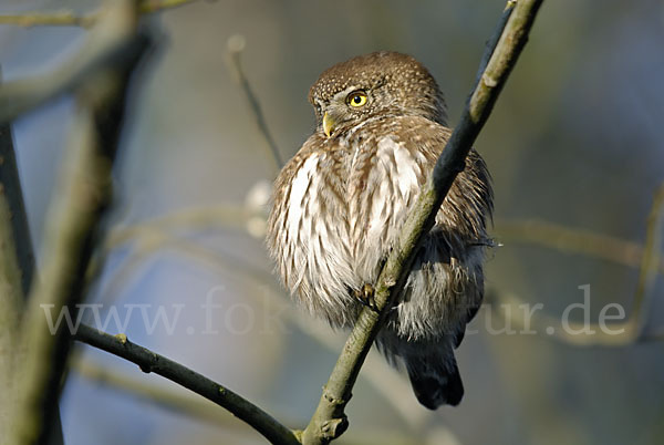 Sperlingskauz (Glaucidium passerinum)