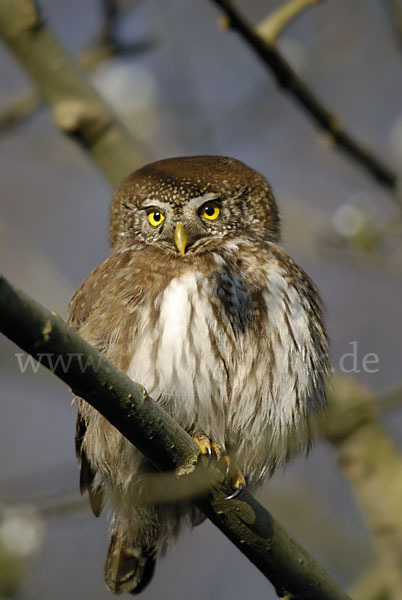 Sperlingskauz (Glaucidium passerinum)