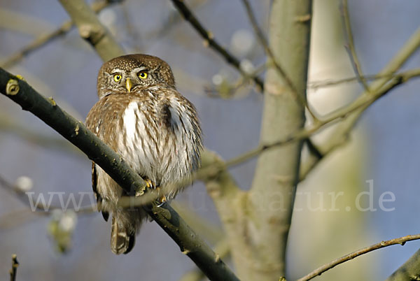 Sperlingskauz (Glaucidium passerinum)