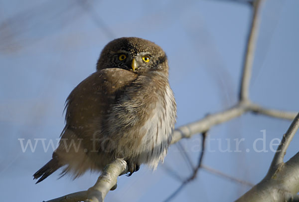 Sperlingskauz (Glaucidium passerinum)