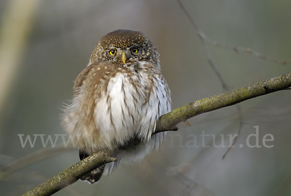 Sperlingskauz (Glaucidium passerinum)