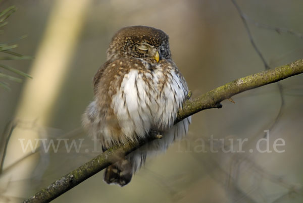 Sperlingskauz (Glaucidium passerinum)