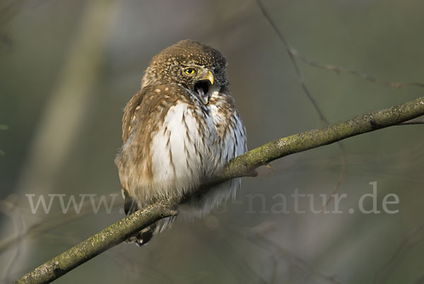 Sperlingskauz (Glaucidium passerinum)