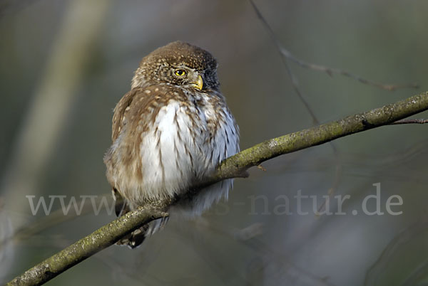 Sperlingskauz (Glaucidium passerinum)