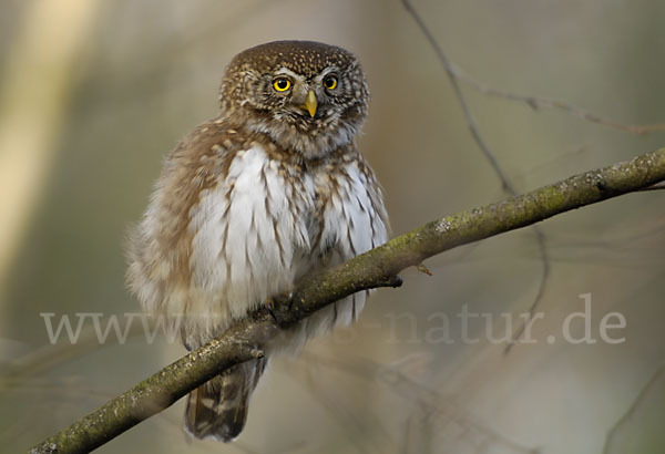 Sperlingskauz (Glaucidium passerinum)