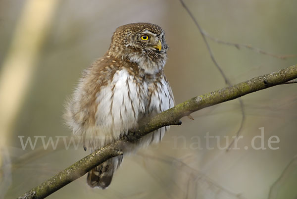 Sperlingskauz (Glaucidium passerinum)