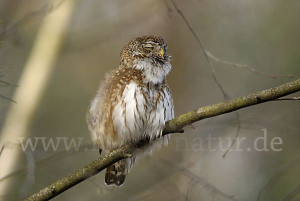 Sperlingskauz (Glaucidium passerinum)