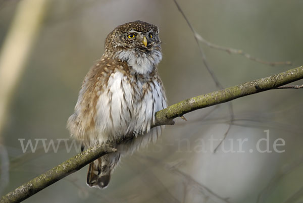 Sperlingskauz (Glaucidium passerinum)