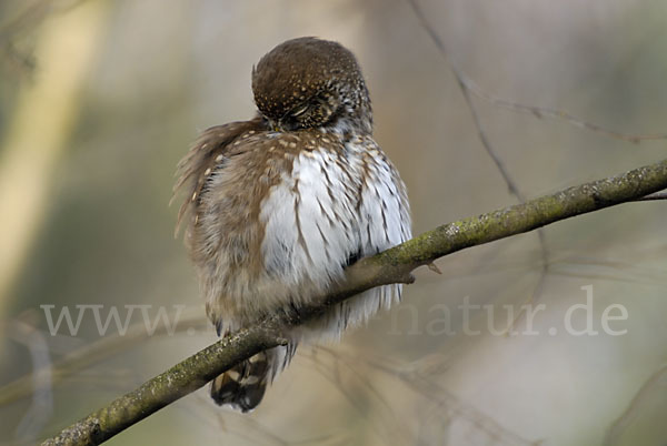 Sperlingskauz (Glaucidium passerinum)