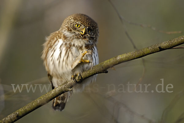 Sperlingskauz (Glaucidium passerinum)