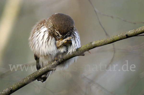 Sperlingskauz (Glaucidium passerinum)