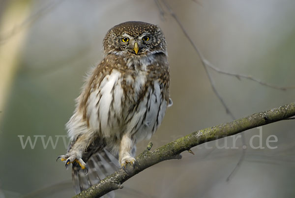 Sperlingskauz (Glaucidium passerinum)