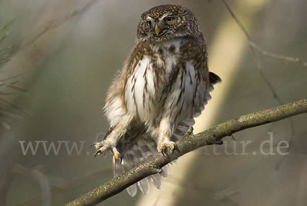 Sperlingskauz (Glaucidium passerinum)