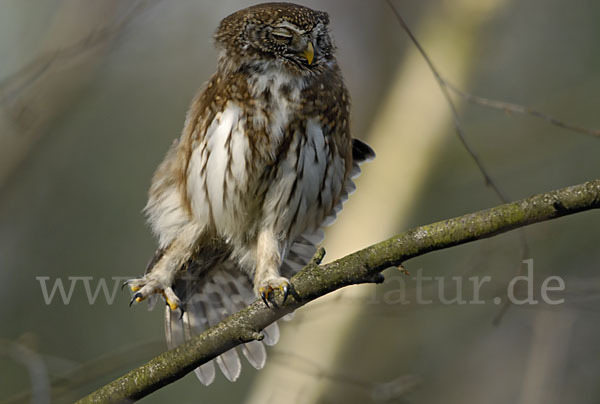 Sperlingskauz (Glaucidium passerinum)