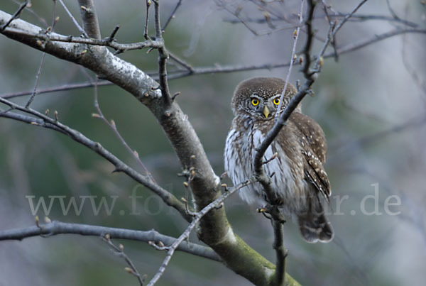 Sperlingskauz (Glaucidium passerinum)